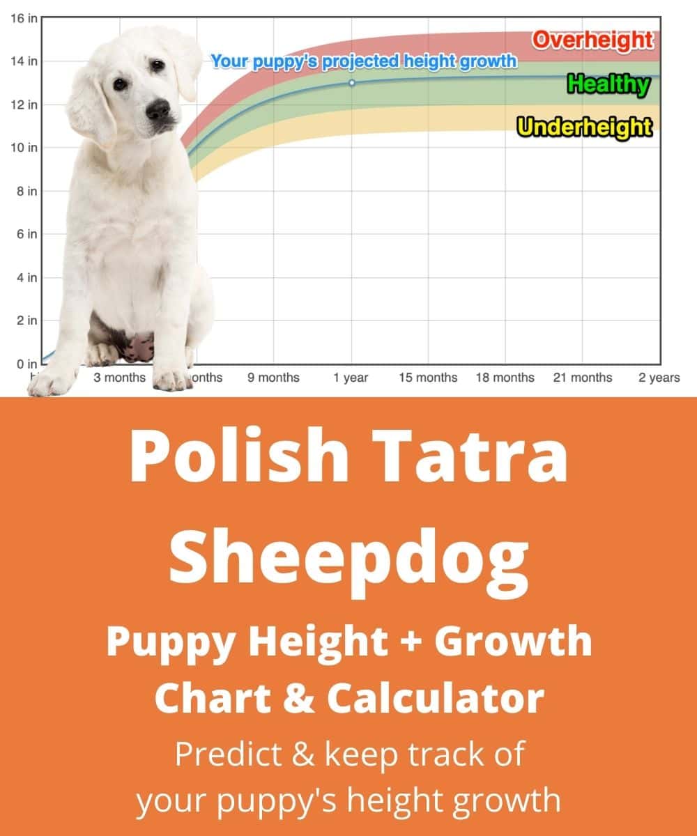 polish-tatra-sheepdog Puppy height Growth Chart polish-tatra-sheepdog Puppy height Growth Chart